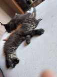 Baldur Maine Coon mozliwość do hodowli