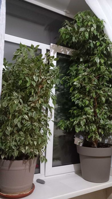 Фікуси Бенджаміна вазон дорого