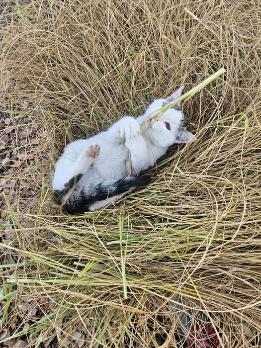 Kot kotek koteczek kotunio