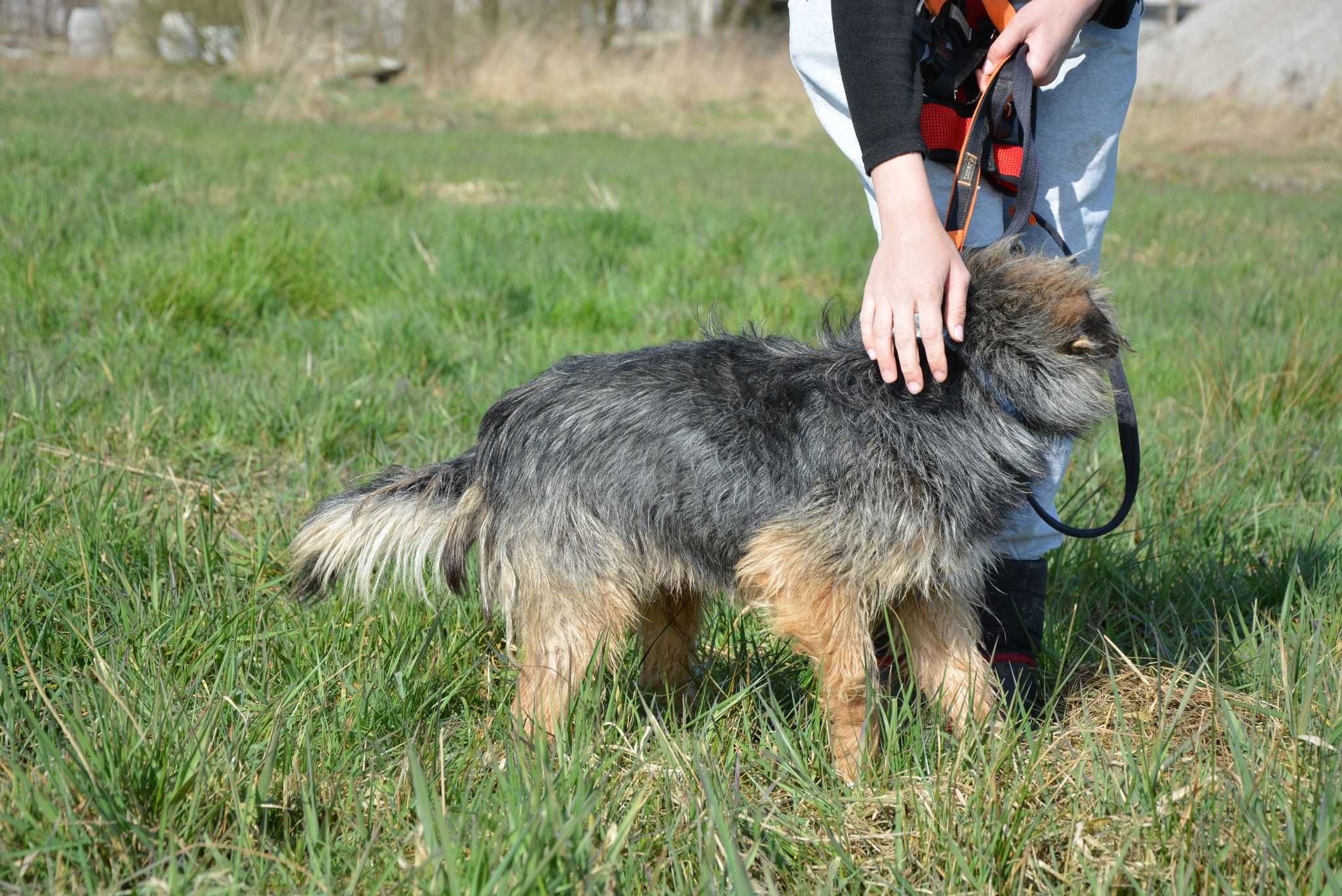 Alf - kochany kudłatek szuka swojego miejsca na ziemi ADOPCJA