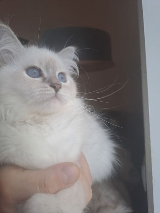 Koteczka Neva Masquerade