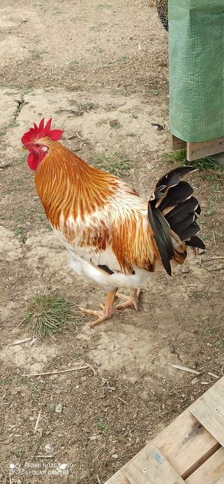 Galo de reprodução de 5 meses