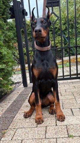 Mam do zaoferowania suczke dobermana  urodzona 28.04.2025r.