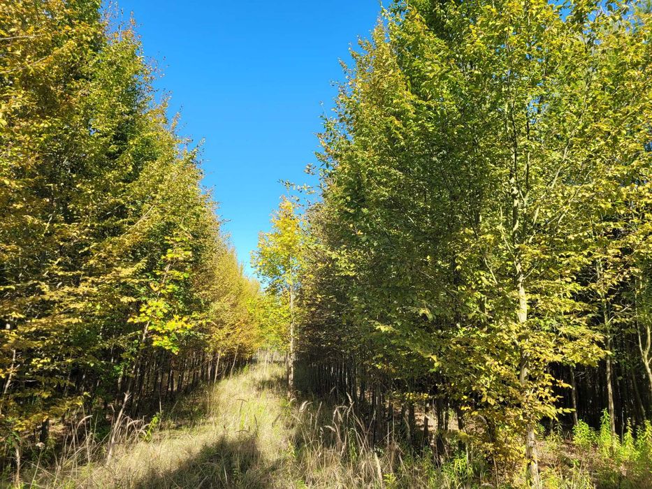 drzewa alejowe, sadzonki grab pospolity, dąb, klon, jarząb szwedzki
