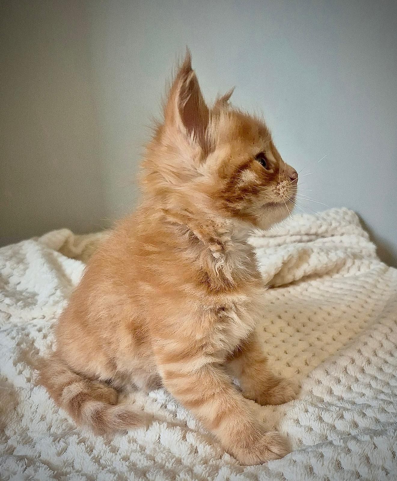 Kocurek rudy Maine coon!!!