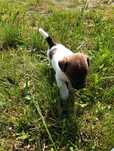 Jack Russell Terrier