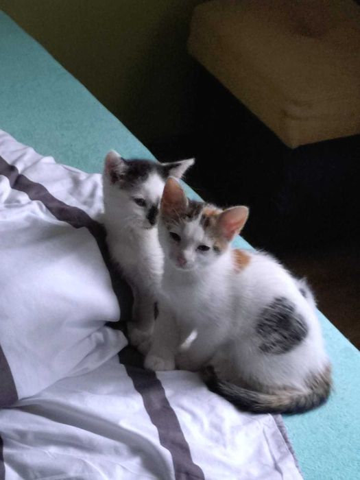 Oddam za darmo 2 małe kotki, kotka i kocurek
