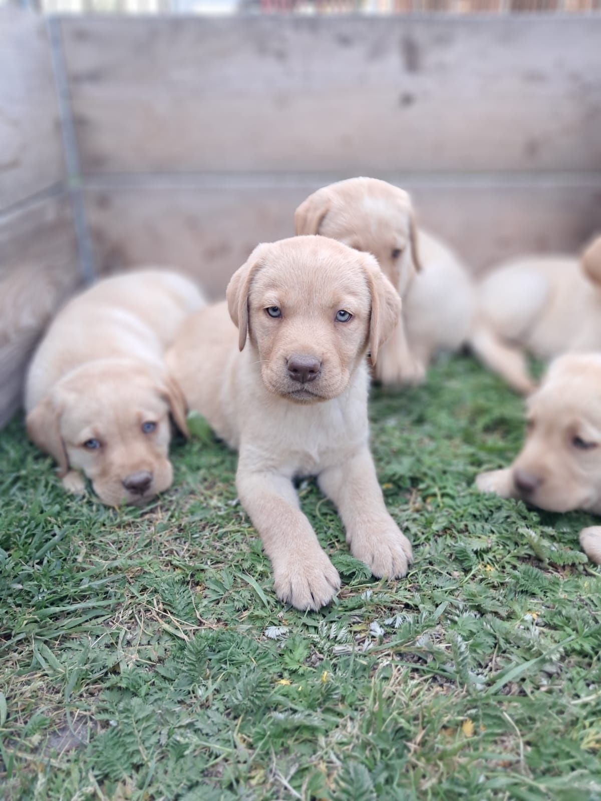 Labrador retriever biszkopt