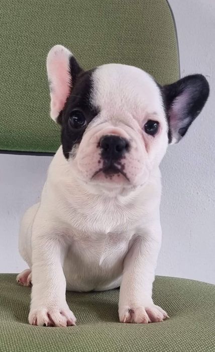 Fabulosa! Buldogue Francês Fêmea Preta e Branca