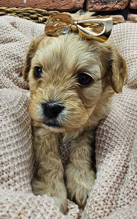 Cavapoo piekny chłopczyk