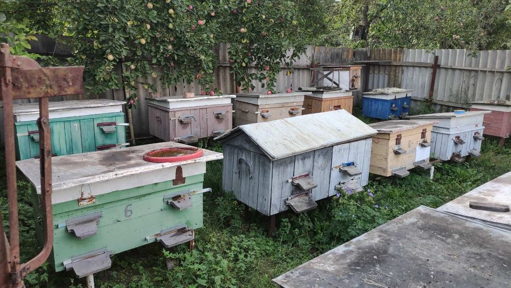 Продається пасіка