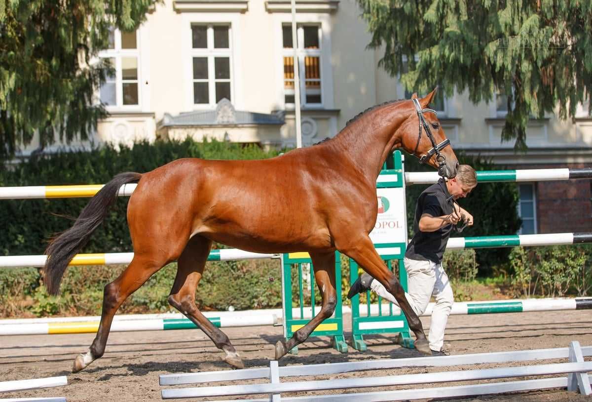 Klacz po Comme Le Pere / Comme Il Faut / Contender / Pilot / Guidam