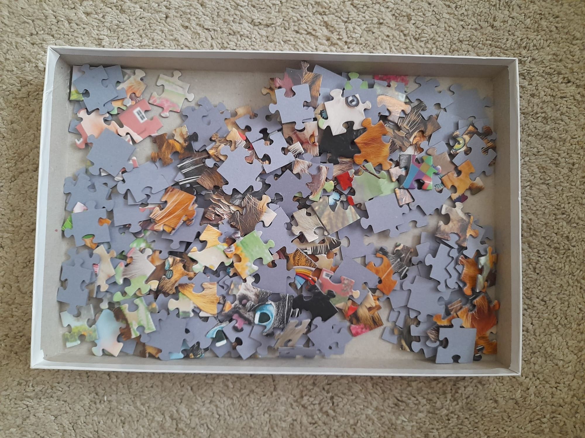 Puzzle koty 260 elementów