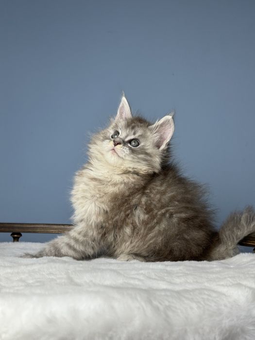 Феромон кукольный мальчик котенок мейн кун в шоу типаже