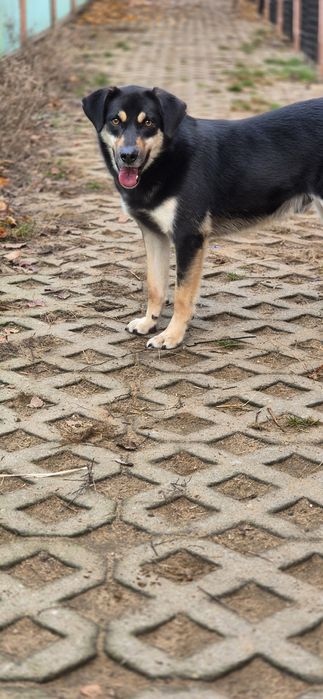 Piesek Około 2 lata