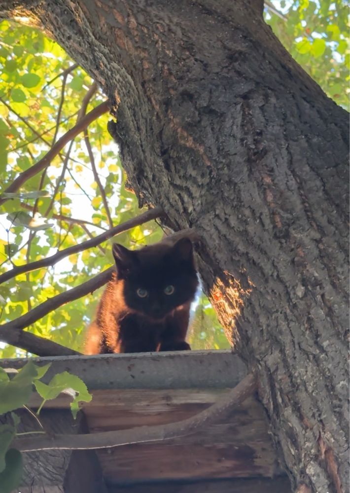 Активний котик в пошуках родини