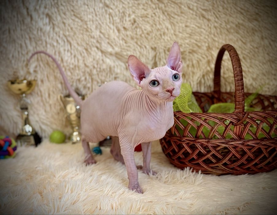 Канадский сфинкс мальчик, клуб, родословная WCF, доставка заграницу