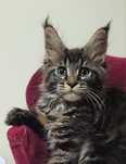 King Size młody maine coon