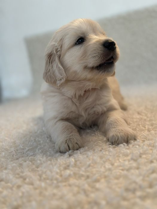 06.09 Золотисті Ретривери КСУ