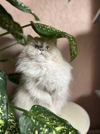 Вʼязка персидської кішки