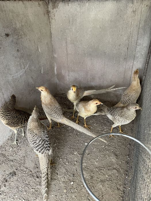 Faisoes gigi so em casais k