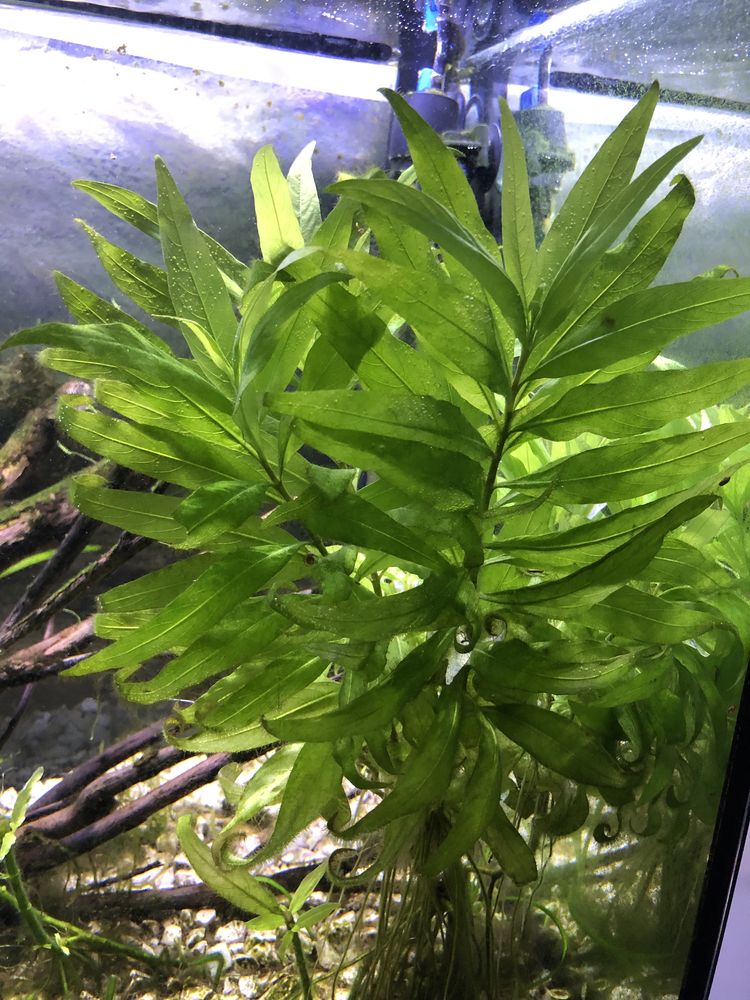 Hygrophila Corymbosa Siamensis