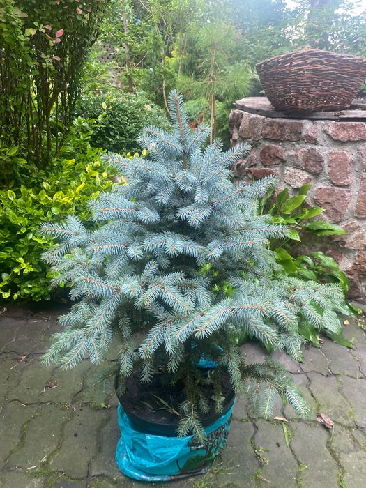 Голубі ялинки вирощені в горщиках