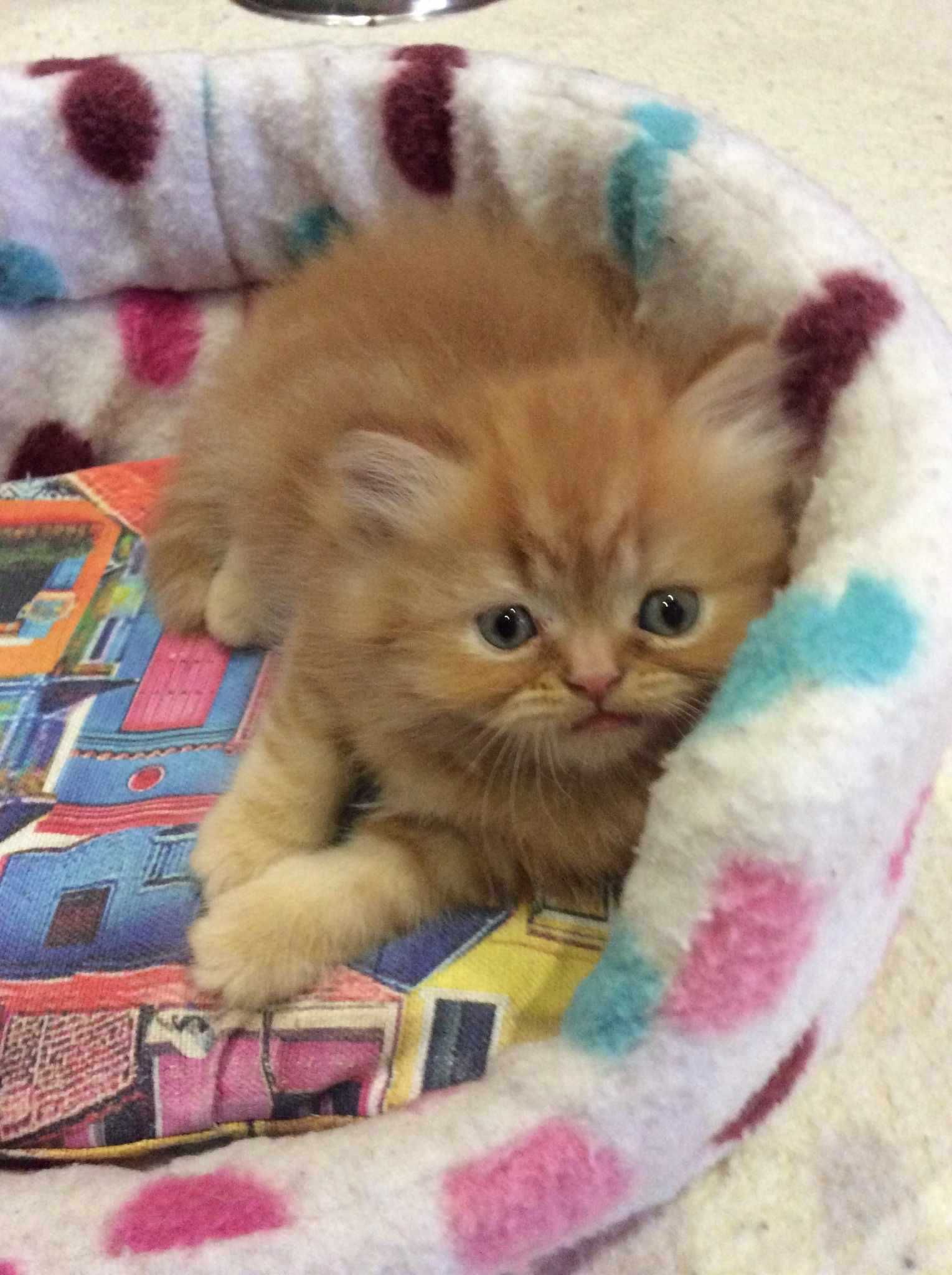 Gato persa puro red