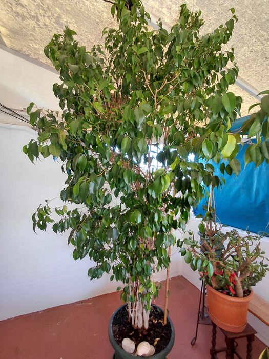 Vende-se  planta   FICOS