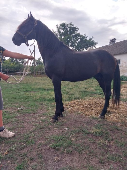 Кінь, жеребець 2018р. н.