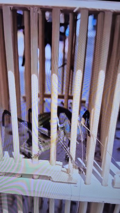 Цвіркун співучий