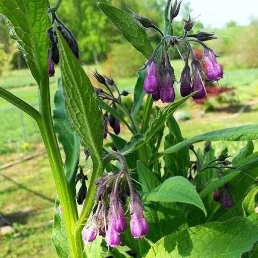 Maść z Żywokostu. Naturalna na Gęsim smalcu. Mocna i skuteczna, 190 ml