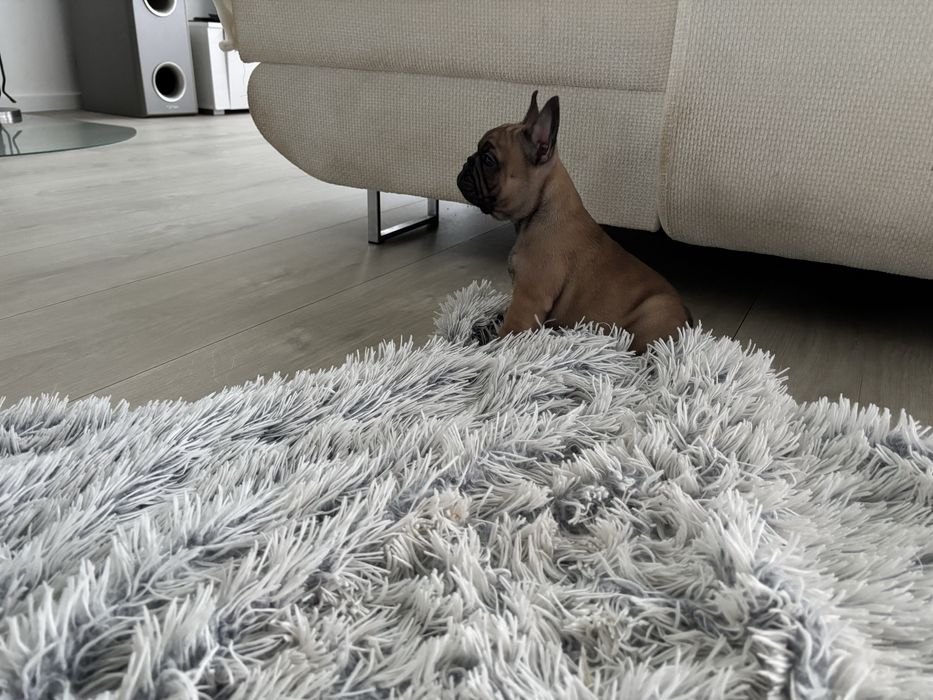Buldog Francuski ZKwP FCI