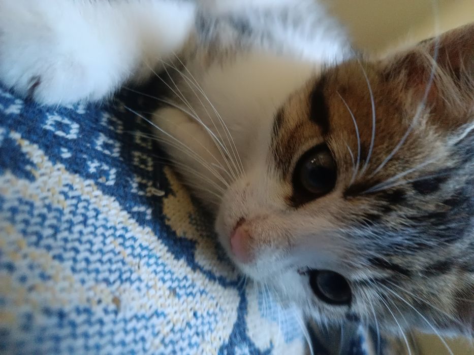 Гвіздець Віддам у добрі руки