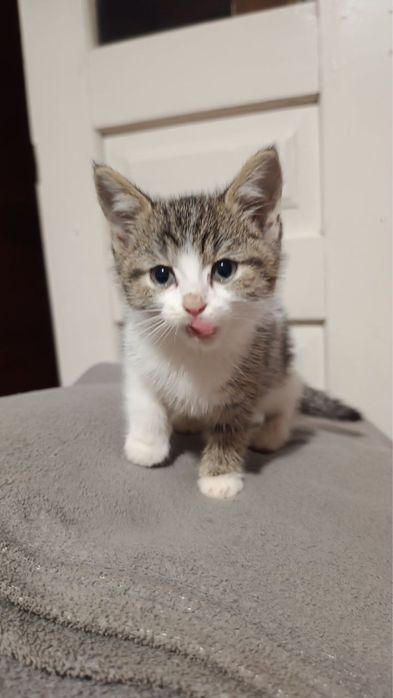 Кошеня (хлопчик)