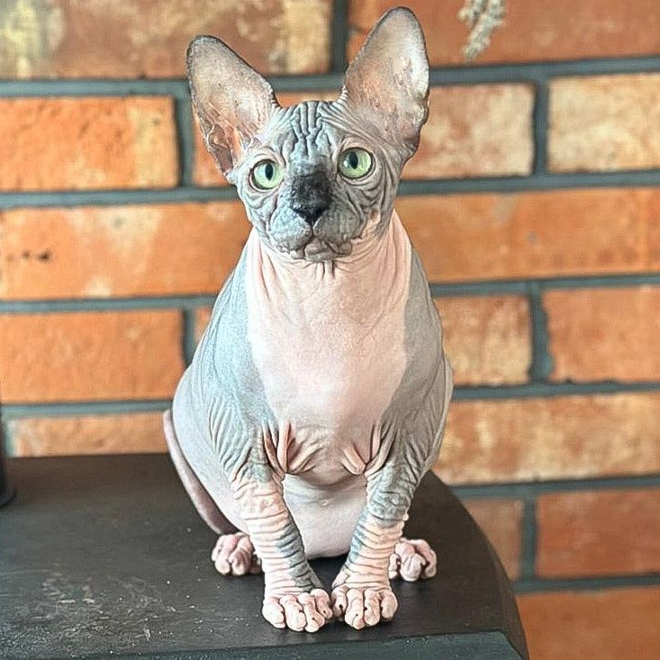 Kocurek Gymni Gata*PL sphynx sfinks kanadyjski kociak