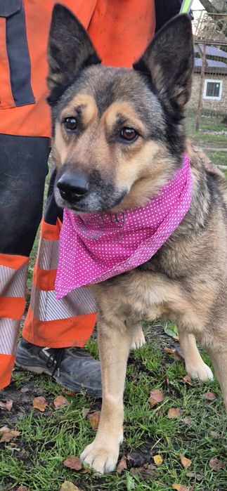 Suczka około pięć lat