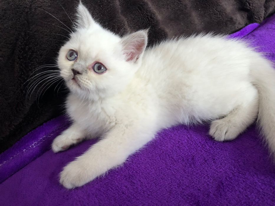 Scottish Straight Negociável