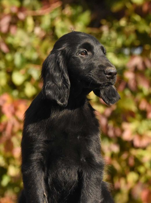 FLAT COATED RETRIEVER - czarny chłopczyk gotowy na nowy dom