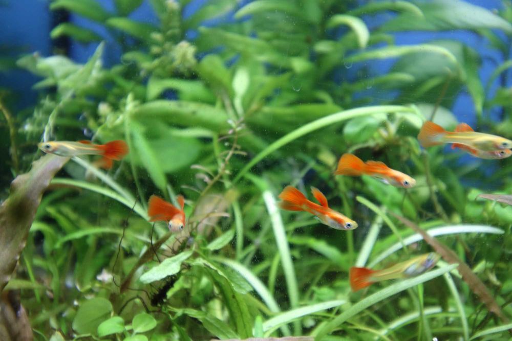 Guppies Red Blonde