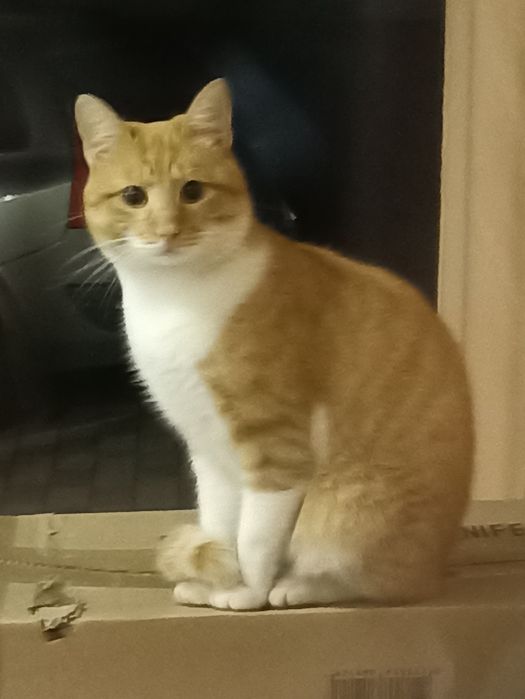 Котик в добрі руки