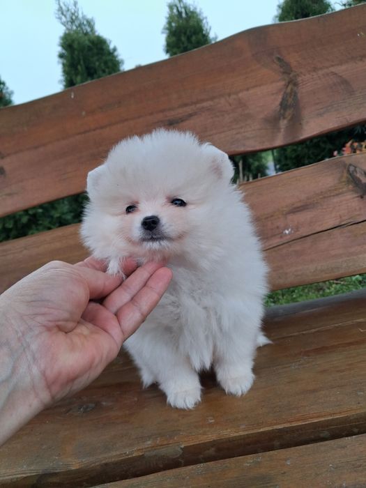 Chłopak pomeranian szpic miniaturowy