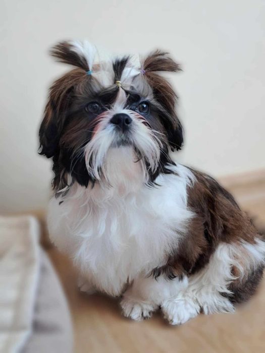 ZAREZERWOWANA Shih tzu sunia tricolor
