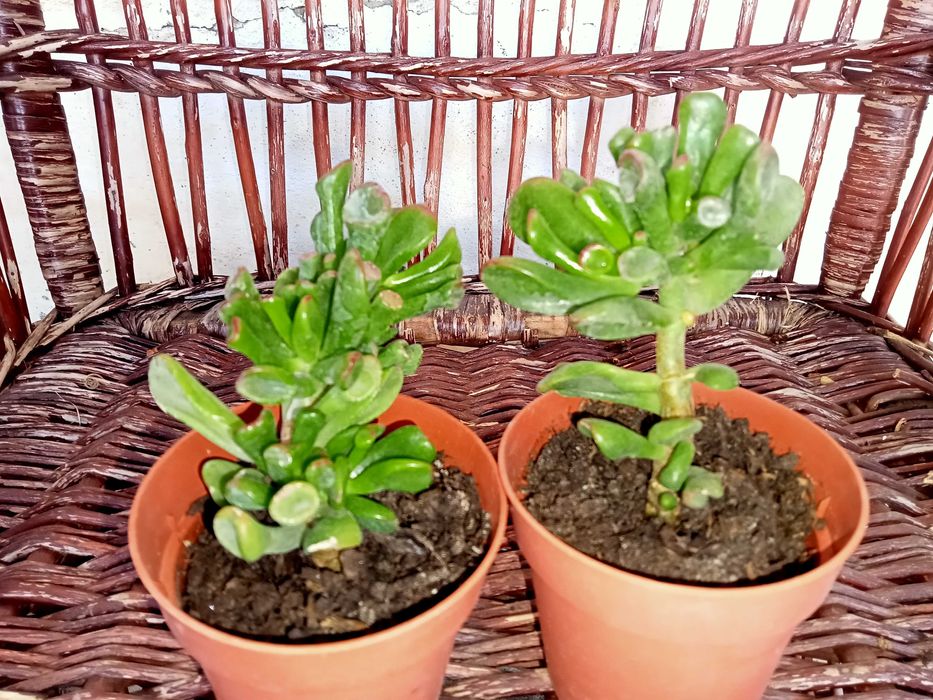 Crassula Ovata Hobbit