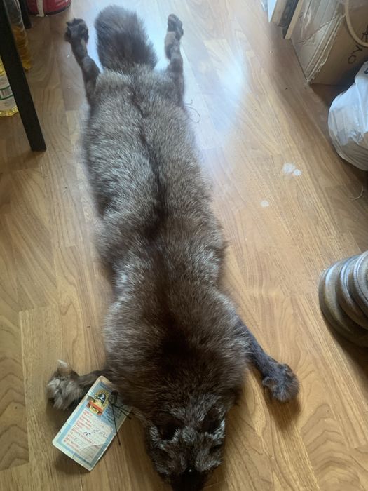 Чернобурка ! Оригинал