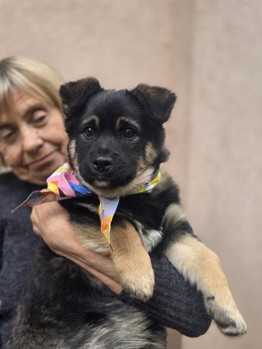 Цуценя Балу із притулку шукає родину. 3 міс. Щеплений, доставка