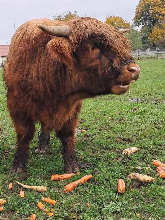 Byczek szkocki 15 miesięcy