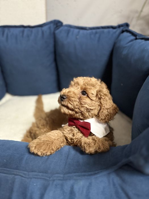 Uroczy chlopczyk - Pudel miniaturka RED