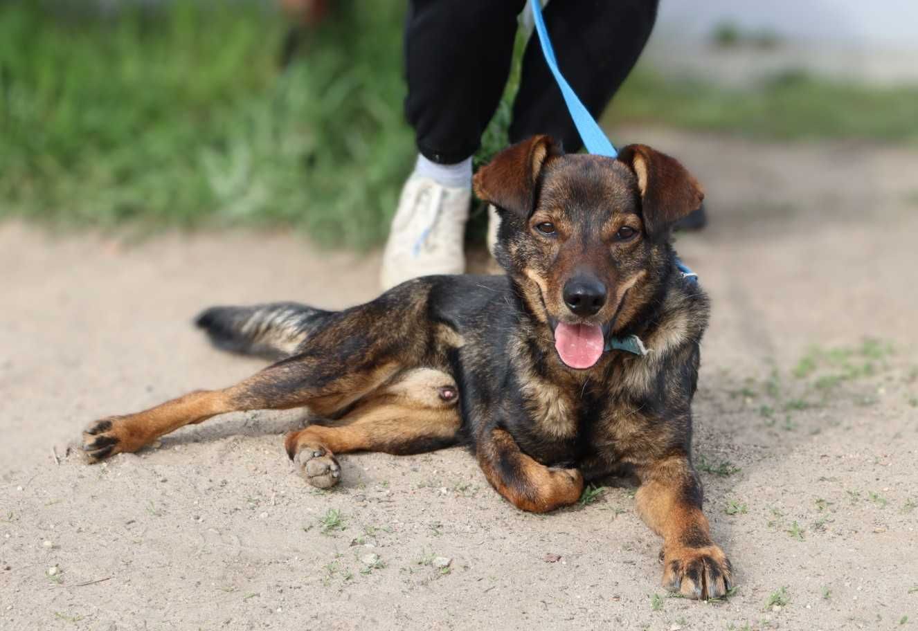 wesoły, młody, nieduży piesek czeka na dom