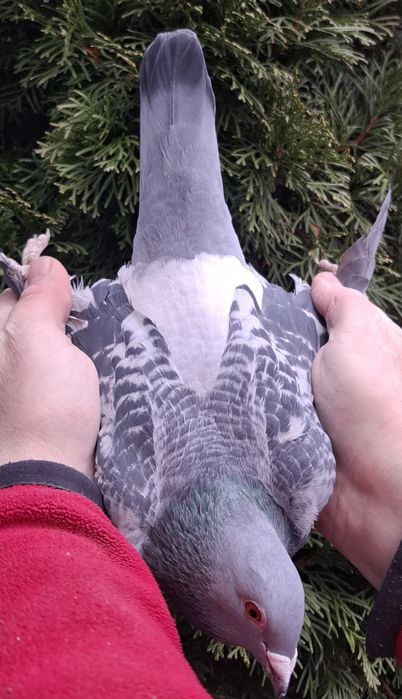 Gołąb M.Ankus x A.Zambrzycki Super Pochodzenie. "Top"